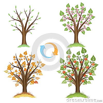 Apple tree seasonal cycle Vector Illustration