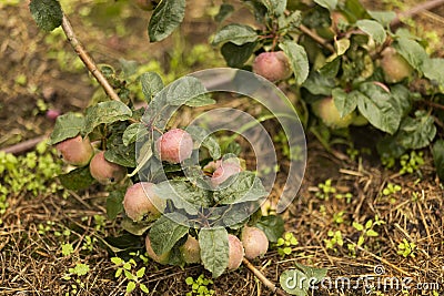 Apple tree is strewn with a bountiful harvest of purple red apples. Branches with nutritious fruits bent to ground Stock Photo