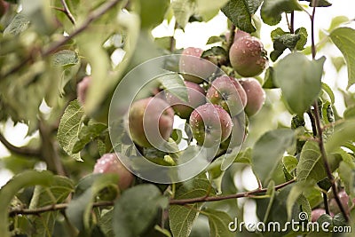 Apple tree is strewn with a bountiful harvest of red purple apples. Fertile branches with nutritious fruits. Stock Photo