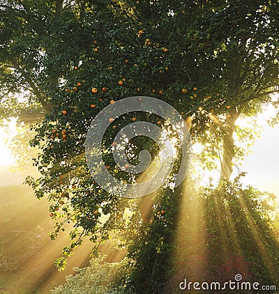 Apple tree sunburst Stock Photo