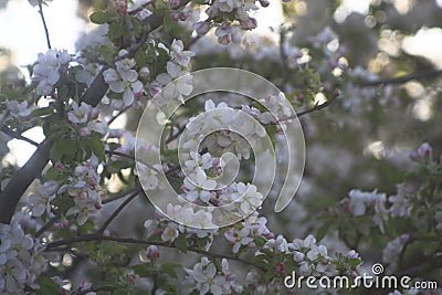 Apple tree on sunset Stock Photo