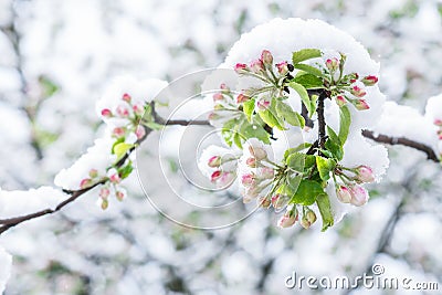 Apple tree with unfolded blossoms covered with snow in springtime in the garden in morning sunlight after snowstorm Stock Photo