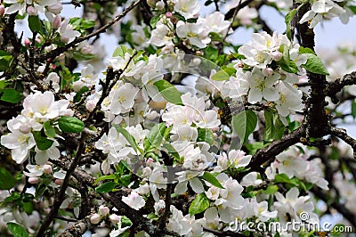 Apple Tree with White Blossoms in Spring Stock Photo