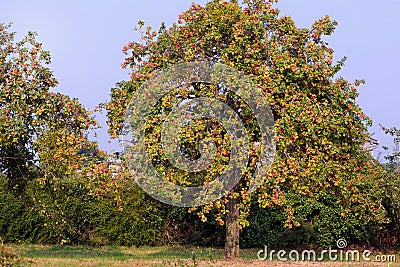 Apple trees Stock Photo