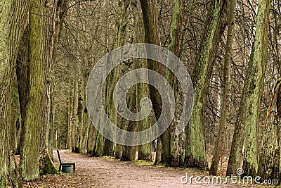 Apple trees bloom in the garden Stock Photo