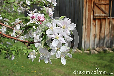 Apple tree branch in full bloom Stock Photo