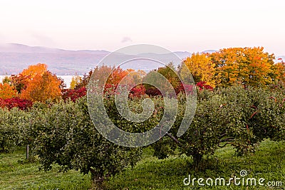 Apple trees and colourful Fall foliage seen during a fall morning Stock Photo