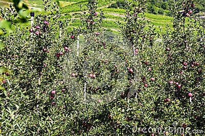 Espalier fruits with red, ripe apples on trees, apple ripening on tree in plantage, South Tyrol, Italy Stock Photo