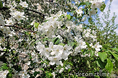 Apple trees flowers. the seed-bearing part of a plant, consisting of reproductive organs stamens and carpels that are typically Stock Photo