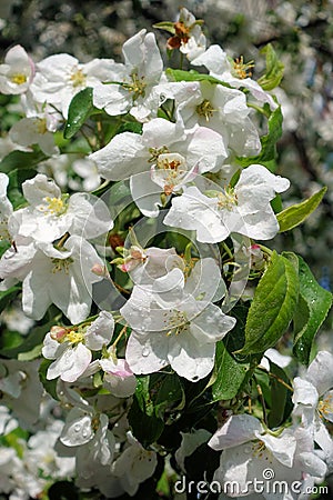 Apple trees flowers. the seed-bearing part of a plant, consisting of reproductive organs stamens and carpels that are typically Stock Photo