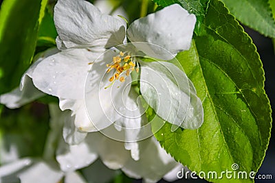 Apple trees flowers. the seed-bearing part of a plant, consisting of reproductive organs stamens and carpels Stock Photo