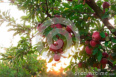 Apple on trees in fruit garden on sunset Stock Photo