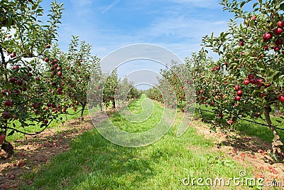 Apple trees loaded with apples in an orchard Stock Photo