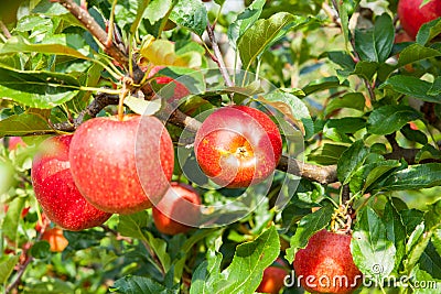 Apple trees Stock Photo