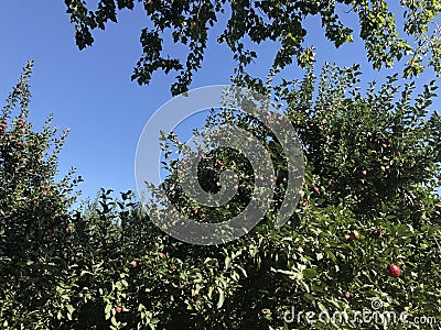 Apple trees in the north of Massachusetts. Stock Photo