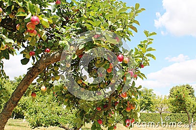 Apple trees orchand Stock Photo