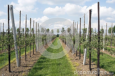 Apple trees in an orchard. Stock Photo