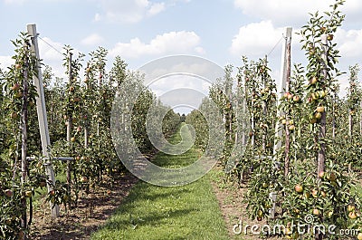 Apple trees in an orchard. Stock Photo