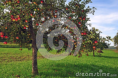 Apple trees orchard Stock Photo