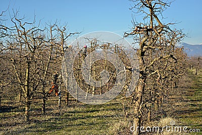 apple trees in an orchard woth farmers pruning trees in background Stock Photo