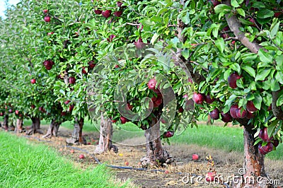Apple Trees Stock Photo