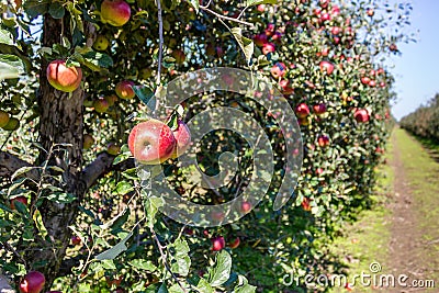 Apple trees Stock Photo