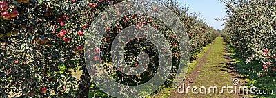 Apple trees Stock Photo