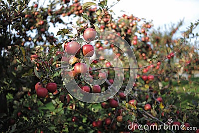 A lot of apple on the trees Stock Photo