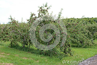 Apple trees Stock Photo