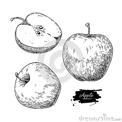 Apple vector drawing. Hand drawn fruit and sliced pieces. Summer Vector Illustration