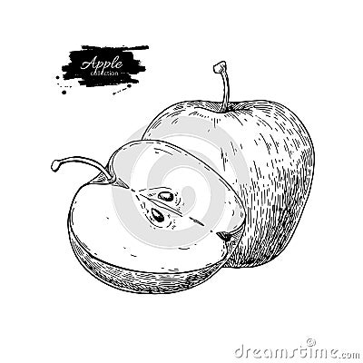Apple vector drawing. Hand drawn fruit and sliced pieces. Summer Vector Illustration