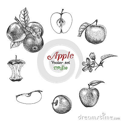 Apple vector set hand drawing Vector Illustration