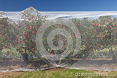 Apple vines with protective nets on them. Stock Photo