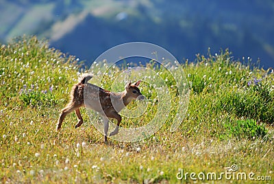 Appled fawn in the wild Stock Photo