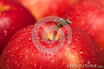 Apples Stock Photo