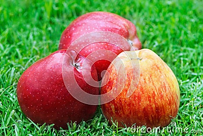 Apples Stock Photo