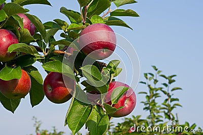 Apples and Apple Trees Stock Photo