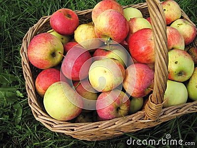 Apples in basket Stock Photo