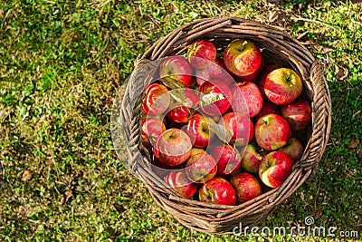Apples in the basket on the grass top view. Wicker basket with ripe, red apples harvest in the garden Stock Photo