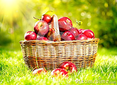 Apples in a Basket Stock Photo