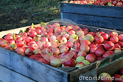 Apples in Crates Stock Photo