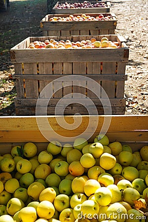 Apples in crates as part of Virginia Fall harvest Stock Photo