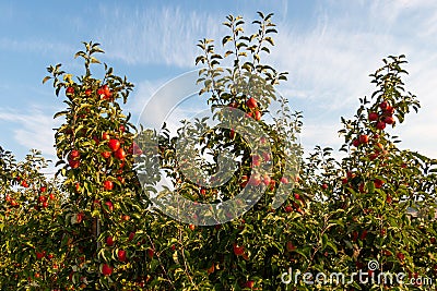 Apples on cultivated apple trees Stock Photo