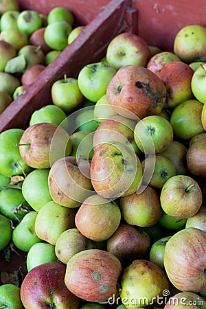 Apples at Detering Farm in Eugene Oregon Stock Photo