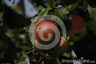 Apples for eat Stock Photo