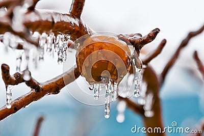 Apples in freezing rain Stock Photo