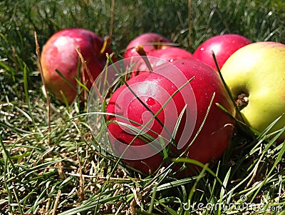 Apples grass, harvest, autumn Stock Photo