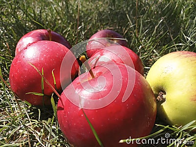 Apples grass Stock Photo