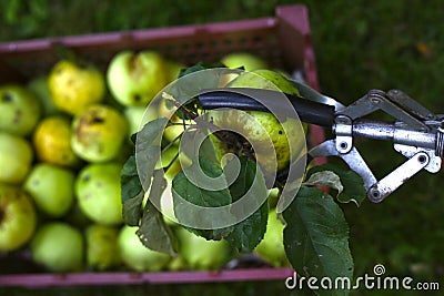 Apples harvesting in crater with pluck pole Stock Photo