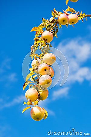 Apples harvesting fall season. Gardening and harvesting. Organic apple crops farm or garden. Autumn apples harvesting Stock Photo